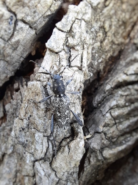 Xylotrechus rusticus - egérszínű darázscincér