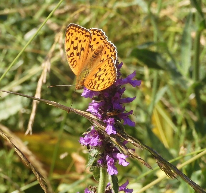 Argynnis adippe - ezüstös gyöngyházlepke