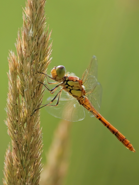 Sympetrum striolatum - harántsávos katona-szitakötő