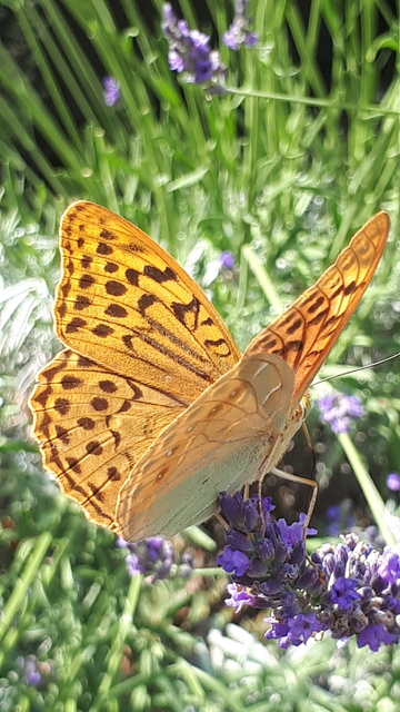 Argynnis pandora - zöldes gyöngyházlepke