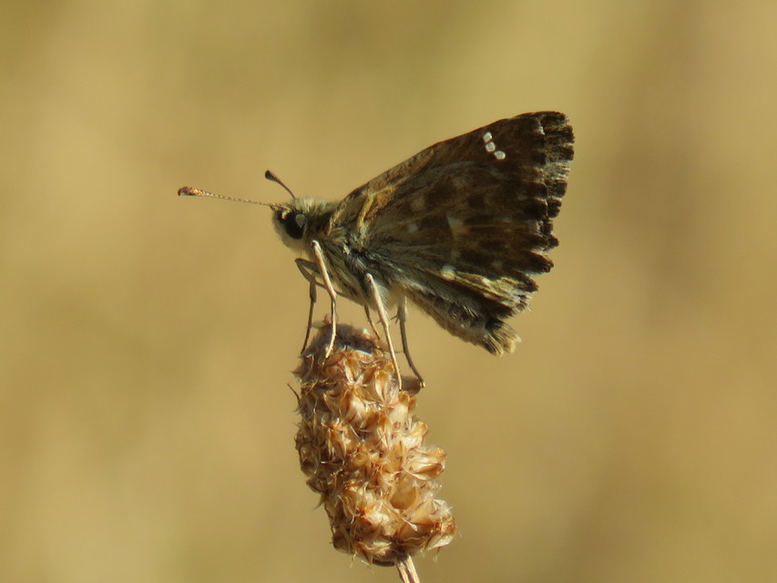 Carcharodus alceae - mályva-busalepke