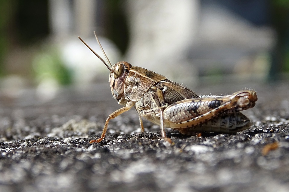 Calliptamus italicus - olaszsáska