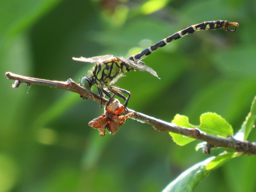 Onychogomphus forcipatus - gyűrűs folyami-szitakötő