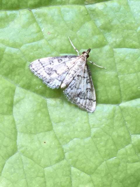 Metasia ophialis - kígyósávos tűzmoly