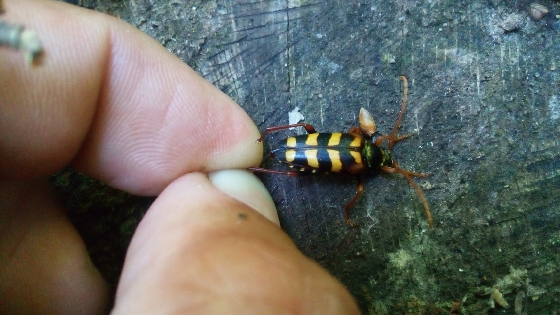 Leptura aurulenta - sárgaszőrű szalagoscincér