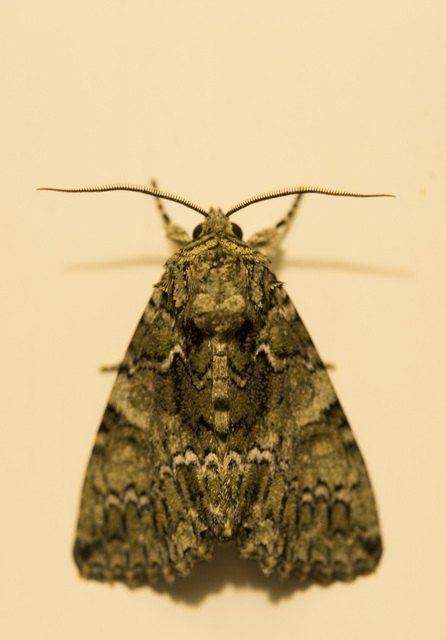 Polyphaenis sericata - selyemfényű erdeibagoly