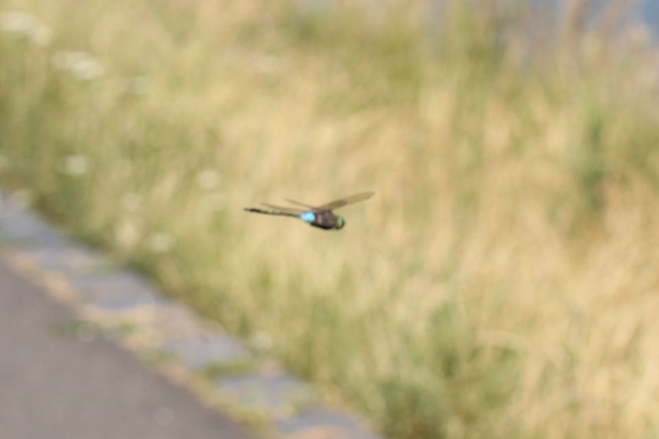 Anax parthenope - barna óriásacsa