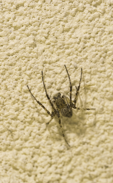 Larinioides ixobolus - ereszalji keresztespók