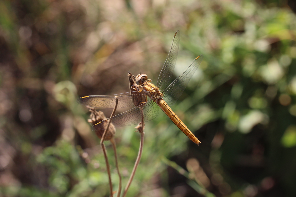 Orthetrum coerulescens - karcsú pásztorszitakötő
