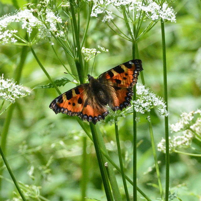 Nymphalis urticae - kis rókalepke