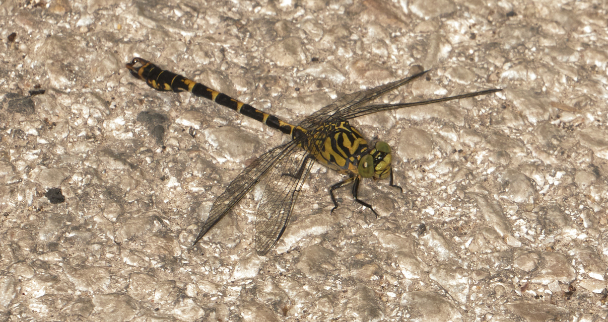 Onychogomphus forcipatus - gyűrűs folyami-szitakötő