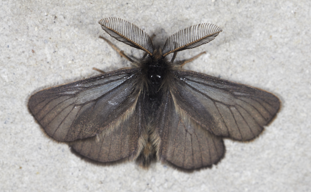 Pentophera morio - réti gyapjaslepke