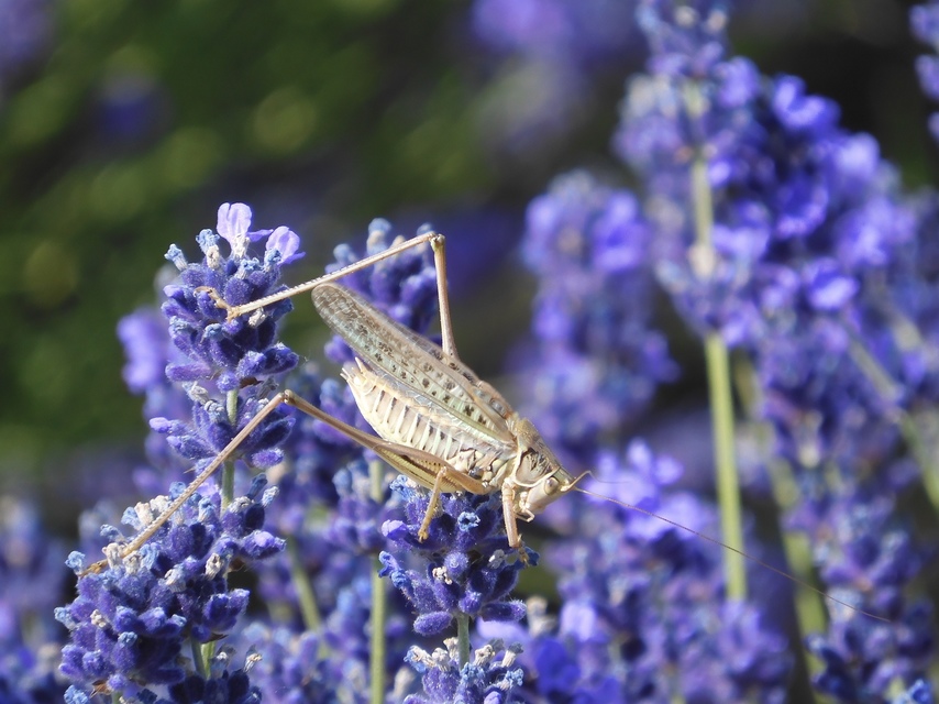 Gampsocleis glabra - tőrös szöcske