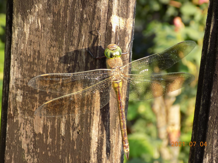 Anax parthenope - barna óriásacsa