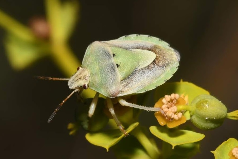 Antheminia lunulata - fakó gyümölcspoloska Antheminia lunulata - fakó gyümölcspoloska