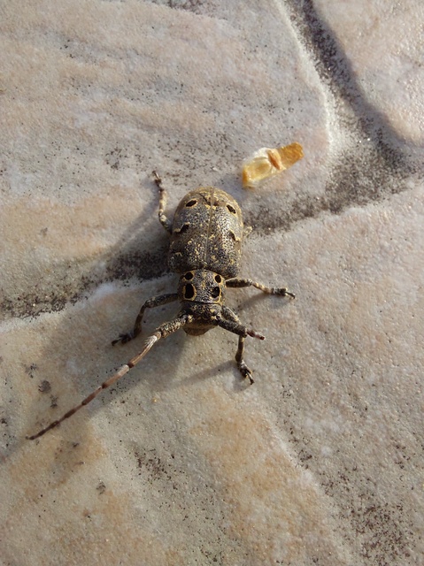 Mesosa curculionoides - szemfoltos cincér