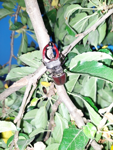 Lucanus cervus - nagy szarvasbogár
