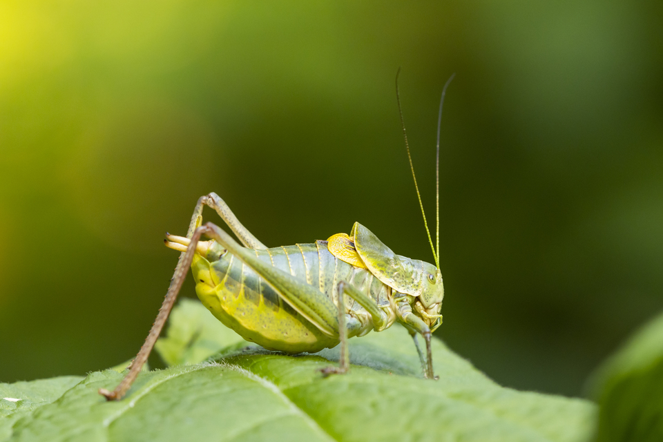 Polysarcus denticauda - fogasfarkú szöcske