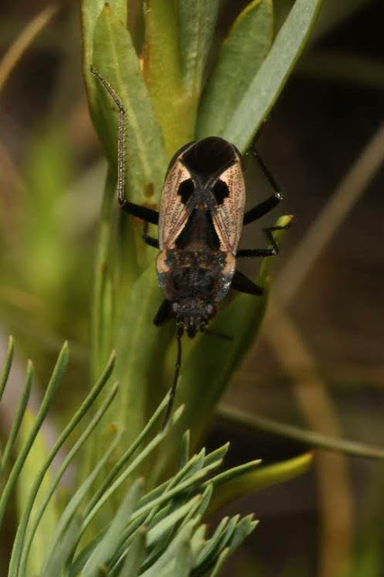 Rhyparochromus