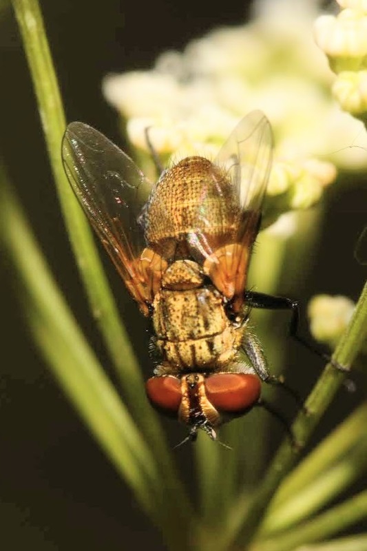 Clytiomya continua