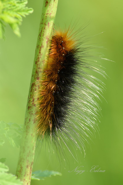 Arctia caja - közönséges medvelepke