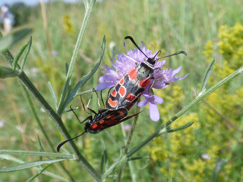 Zygaena carniolica - fehérgyűrűs csüngőlepke