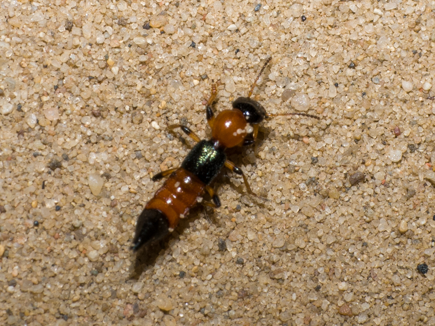Paederus