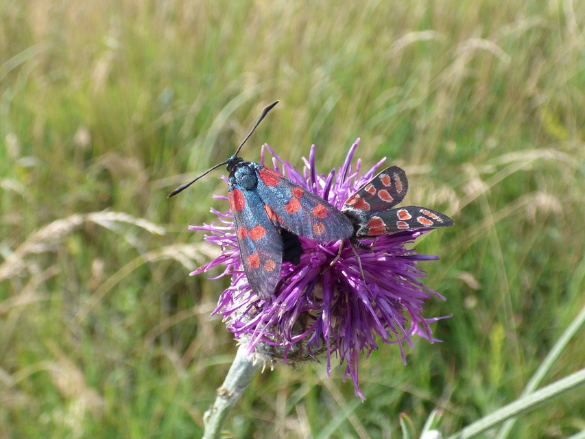 Zygaena carniolica - fehérgyűrűs csüngőlepke