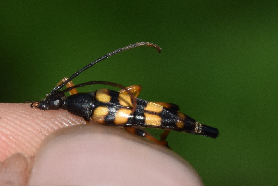 Strangalia attenuata - nyurgacincér