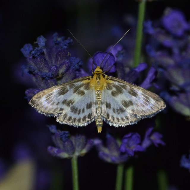 Anania hortulata - tarka csalánmoly