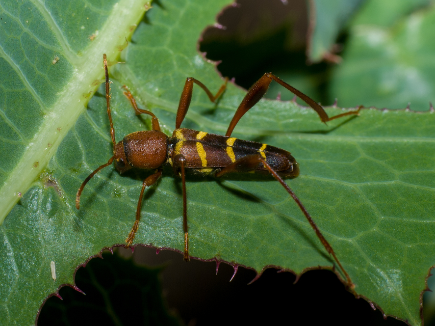 Neoclytus acuminatus - amerikai darázscincér
