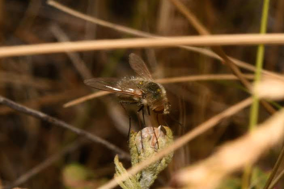 Bombylisoma