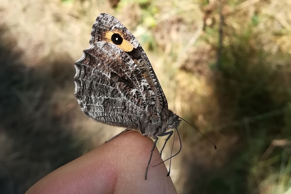 Hipparchia semele - barna szemeslepke