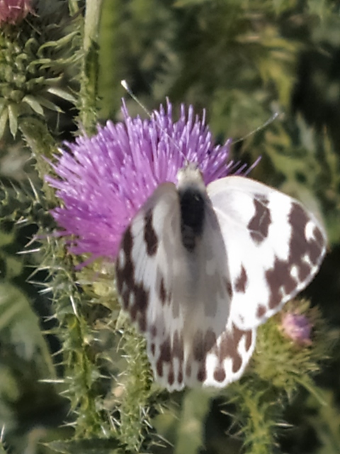 Pontia edusa - rezedalepke