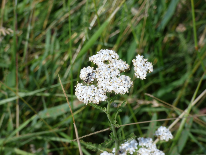 Clytus rhamni - benge-darázscincér