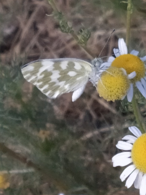 Pontia edusa - rezedalepke