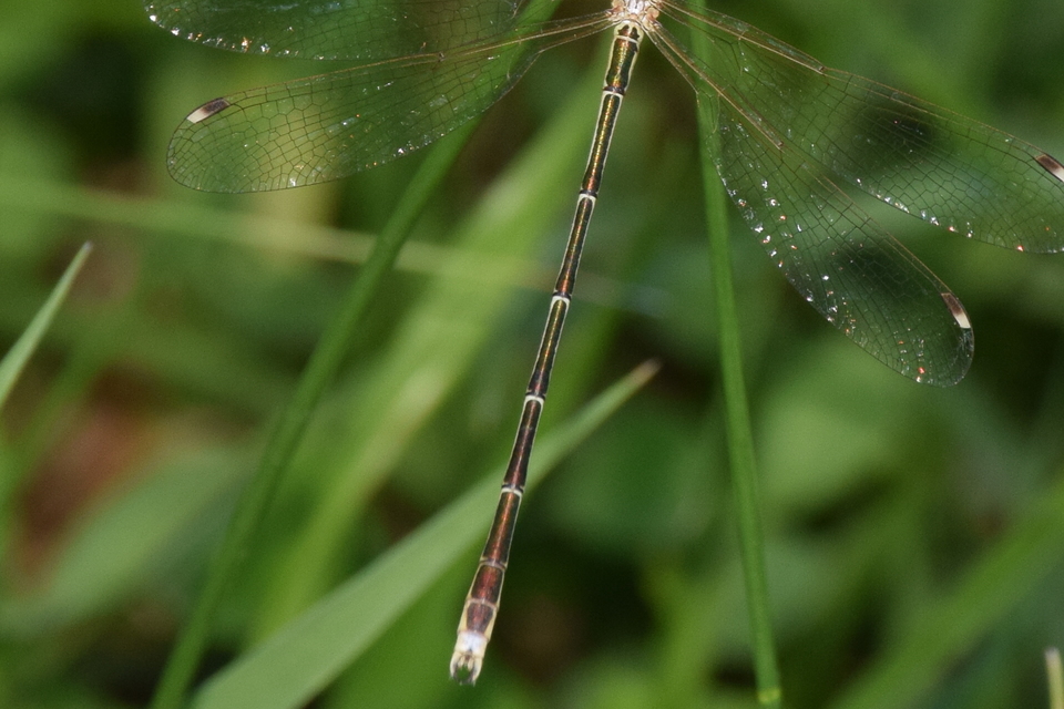 Lestes barbarus - foltosszárnyjegyű rablószitakötő