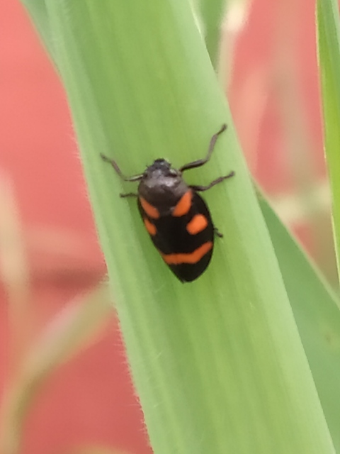 Cercopis arcuata/sanguinolenta