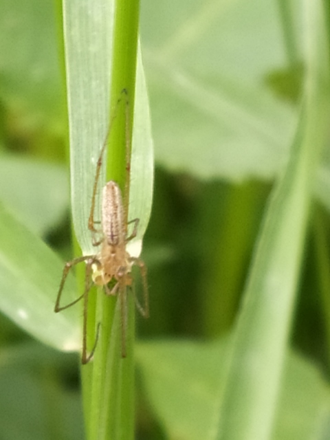 Tetragnatha Tetragnatha