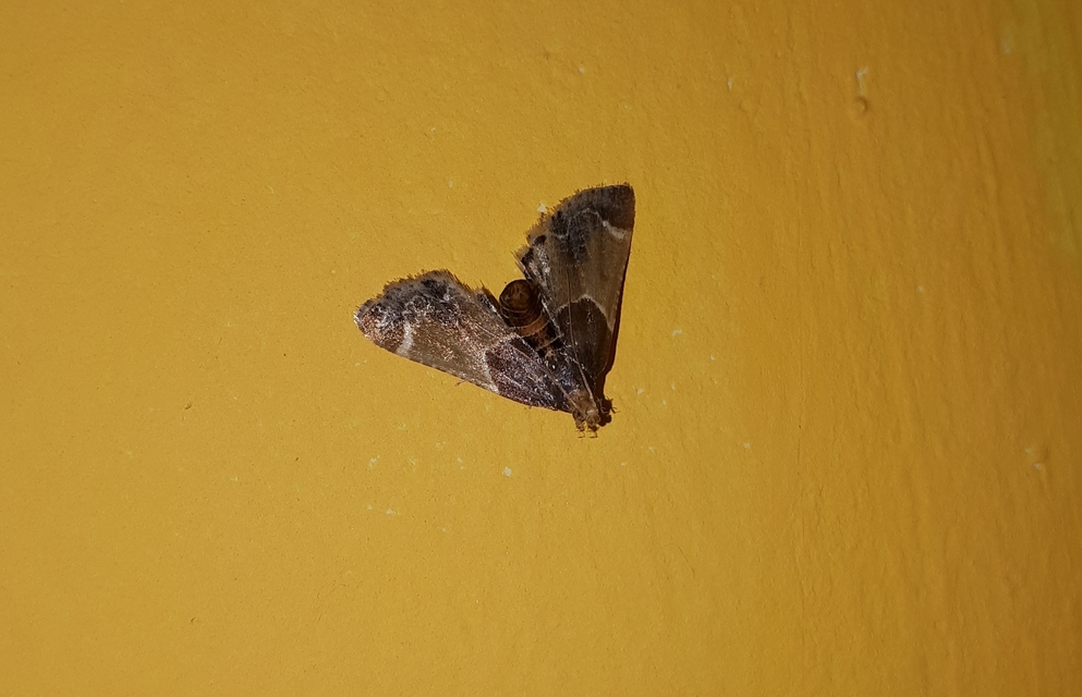 Pyralis farinalis - lisztilonca