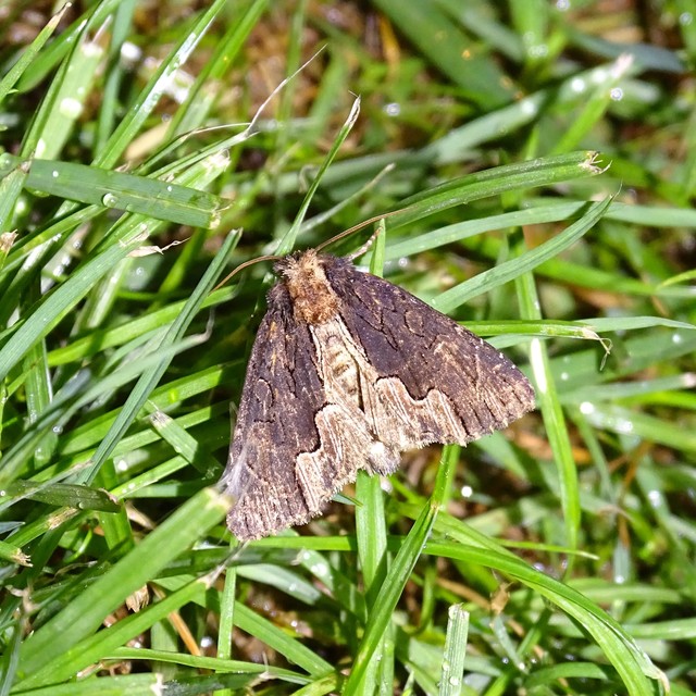 Dypterygia scabriuscula - szurokbarna nyáribagoly