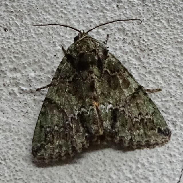 Polyphaenis sericata - selyemfényű erdeibagoly
