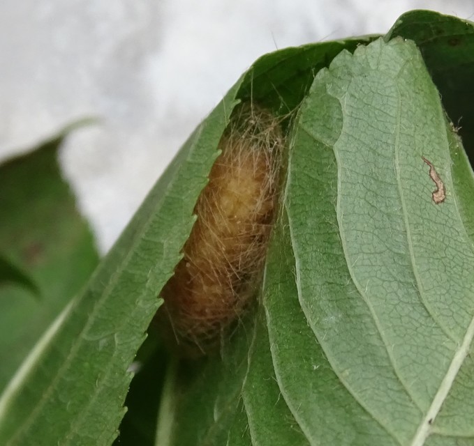 Diaphora mendica - felemás medvelepke