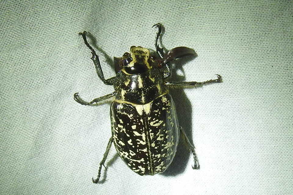 Polyphylla fullo - csapó cserebogár