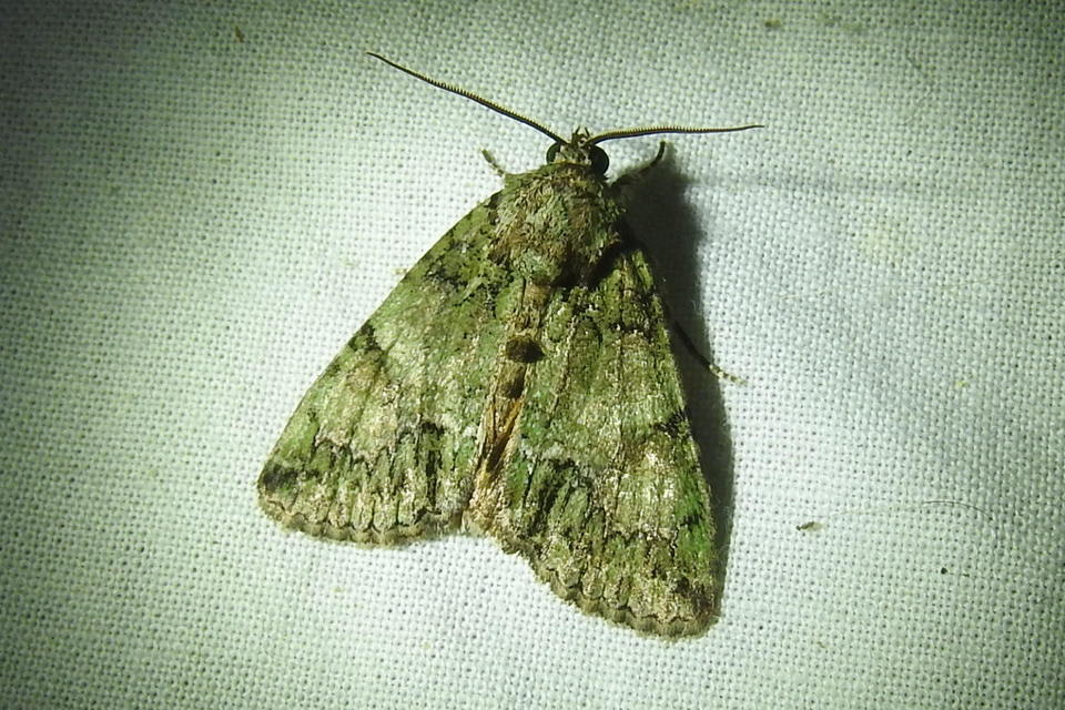 Polyphaenis sericata - selyemfényű erdeibagoly