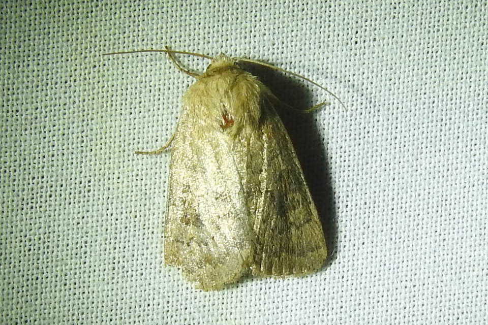 Hoplodrina octogenaria - barna selymesbagoly