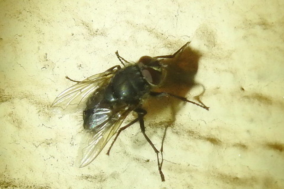 Pollenia