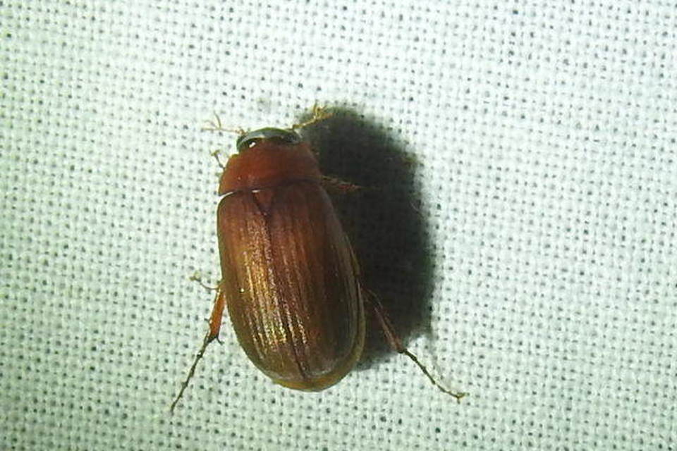 Serica brunnea - homoki kiscserebogár