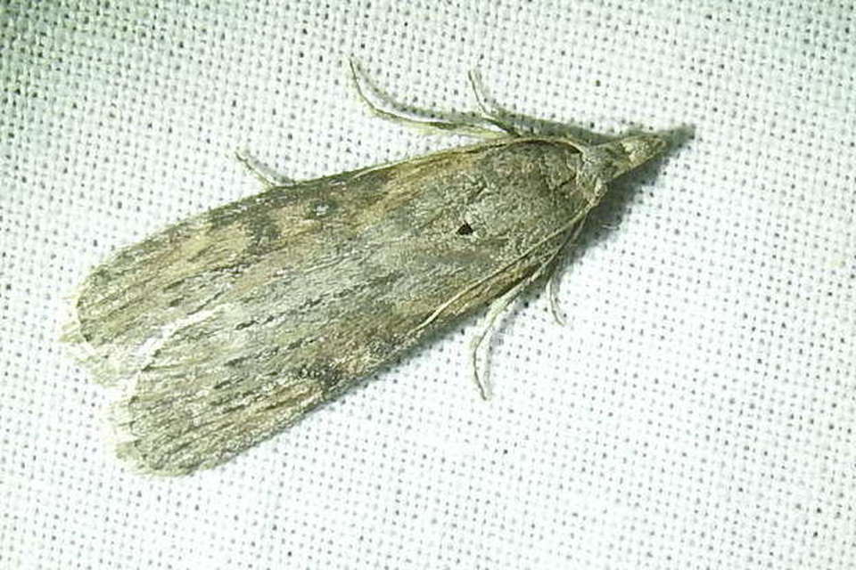 Lamoria anella - törmelékmoly