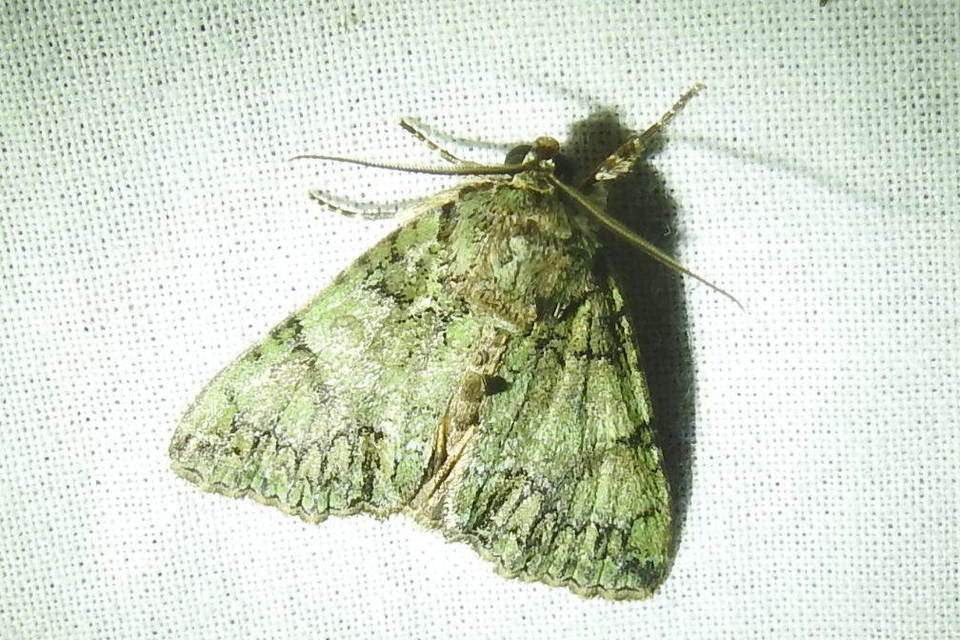 Polyphaenis sericata - selyemfényű erdeibagoly
